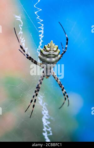 l'agriopa est une araignée de guêpe toxique lobulée d'une espèce terrible peinte dans une bande noire et jaune. Araignées de jardin dangereuses. Argiope lobata Banque D'Images