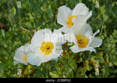 Coulter's matilija coquelicot (Romneya coulteri) Banque D'Images