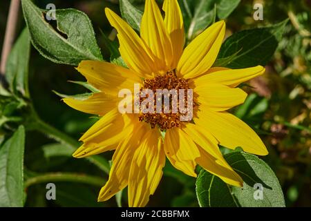 Photo macro d'un tournesol jaune vif (helianthus annuus) au soleil. Banque D'Images