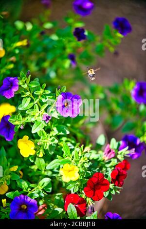 pansies fleuries colorées dans le jardin Banque D'Images