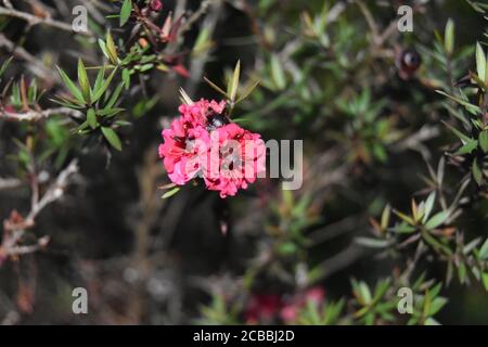 Gros plan de fleurs de manuka rose Banque D'Images