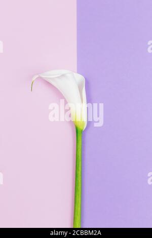 Fleur de Calla Lily blanche étonnante sur fond rose et violet pastel. Pose à plat. Placer pour le texte. Banque D'Images