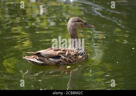 Londres, Royaume-Uni. 12 août 2020. Un canard nageant dans un étang à Walpole Park, un jour ensoleillé alors que la canicule britannique continuait pendant six jours consécutifs. Banque D'Images