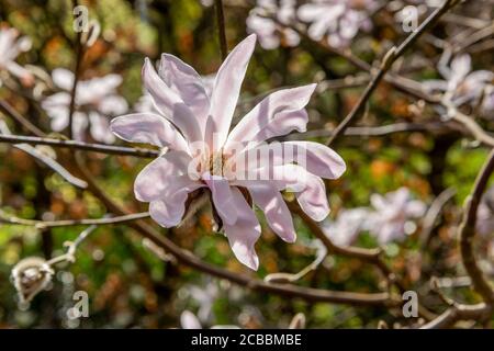 Gros plan d'une belle fleur unique de Magnolia x loebneri 'Leonard Messel'. Dans un cadre lumineux et boisé. Pétales rose et blanc délicats Banque D'Images