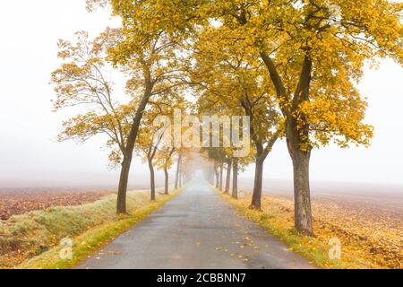 Vue horizontale de la saison de l'automne doré avec une belle allée romantique dans un parc avec des arbres colorés et du brouillard. Or d'automne Banque D'Images