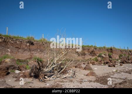 Une autre vue qui montre des signes d'érosion et les effets du temps sauvage sur la plage de Carsethorn, Dumfries et Galloway, en Écosse. Banque D'Images