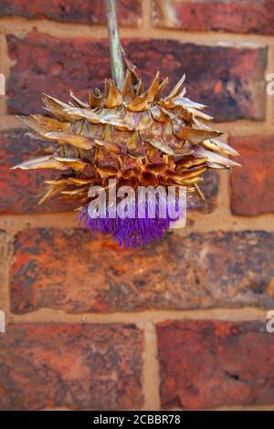 Un ancien favori victorien, Cynara cardunculus, argentée frappante, feuillage chardon-like, bourgeons de chardon gras, grandes fleurs de chardon violet, dramatique. Banque D'Images