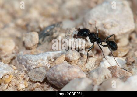 Moissonneuse ant Messor barbarus carryng une pierre. Réserve naturelle de Gallocanta Lagoon. Aragon. Espagne. Banque D'Images