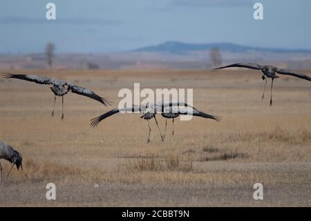 Grues communes Grus grus atterrissage. Réserve naturelle de Gallocanta Lagoon. Aragon. Espagne. Banque D'Images