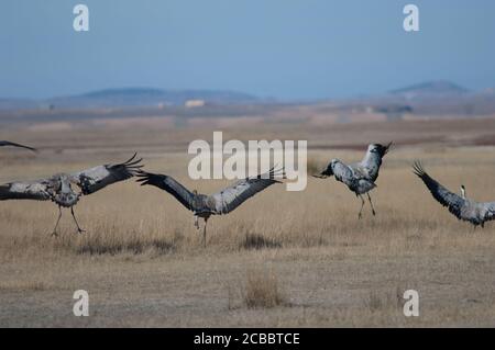 Grues communes Grus grus atterrissage. Réserve naturelle de Gallocanta Lagoon. Aragon. Espagne. Banque D'Images