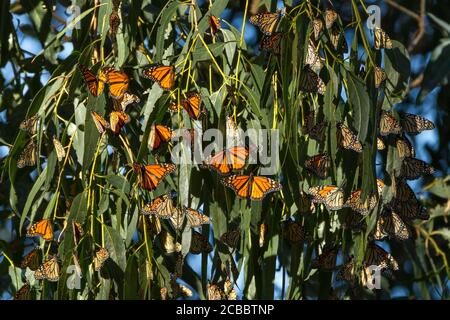 Les quartiers d'hiver - les papillons monarques commencent à se rassembler pour rester au chaud pendant l'hiver. Monarch Butterfly Grove, Pismo State Beach, Californie, États-Unis Banque D'Images