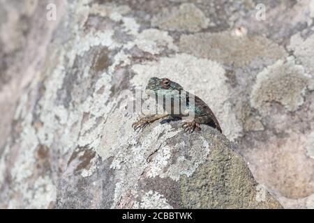 Southern Rock Agama dans la réserve naturelle d'Umtamvuna, KwaZulu-Natal, Afrique du Sud Banque D'Images