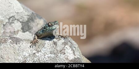 Southern Rock Agama dans la réserve naturelle d'Umtamvuna, KwaZulu-Natal, Afrique du Sud Banque D'Images