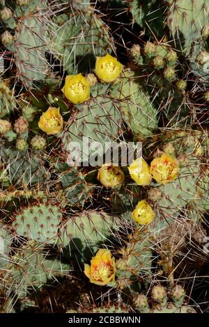 Un cactus à poire épineuse du Nouveau-Mexique (Opuntia phaeacantha) fleurit dans le désert du Sud-Ouest américain. Banque D'Images