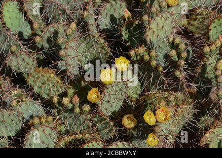 Un cactus à poire épineuse du Nouveau-Mexique (Opuntia phaeacantha) fleurit dans le désert du Sud-Ouest américain. Banque D'Images