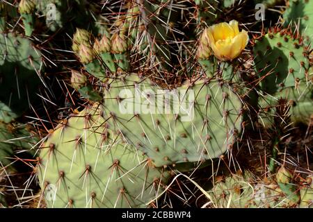 Un cactus à poire épineuse du Nouveau-Mexique (Opuntia phaeacantha) fleurit dans le désert du Sud-Ouest américain. Banque D'Images