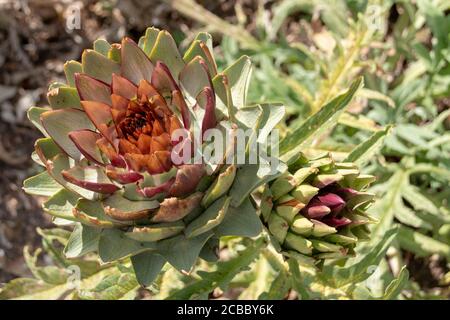 une vue rapprochée d'une fleur de cardoon une espèce De Cynara -artichaut épineux Banque D'Images