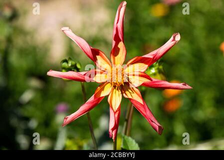 La fleur d'une surprise de Dahlia « Honka » Banque D'Images