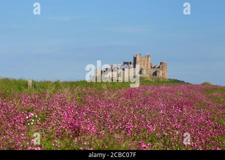 Champ de Red Campion, Silene dioica, en face du château de Bamburgh, Bamburgh, Northumberland, Royaume-Uni. Banque D'Images