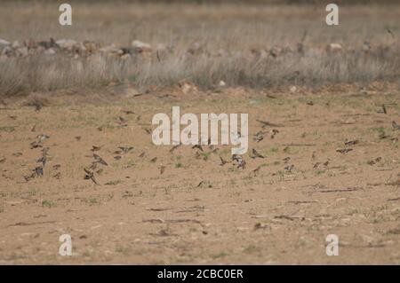 Linnets communs, moineaux d'arbres eurasiens et orfèvres européens. Réserve naturelle de Gallocanta Lagoon. Aragon. Espagne. Banque D'Images