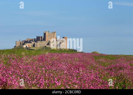 Champ de Red Campion, Silene dioica, en face du château de Bamburgh, Bamburgh, Northumberland, Royaume-Uni. Banque D'Images