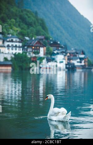 De cygnes dans le lac de hallstatt ville le contexte Banque D'Images