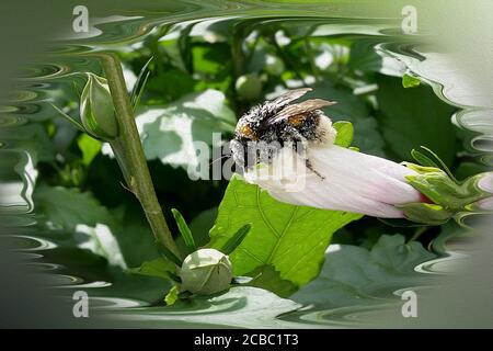 Une abeille sur une fleur dans la lumière d'été Banque D'Images