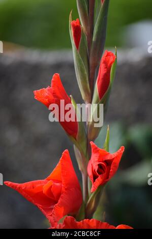 Gladioli rouge dans un jardin irlandais en été Banque D'Images