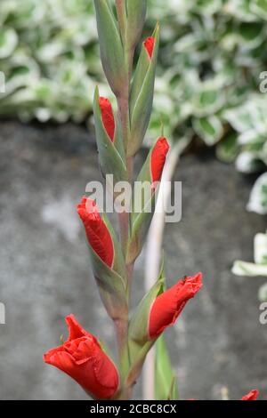 Gladioli rouge dans un jardin irlandais en été Banque D'Images