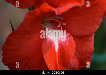 Gladioli rouge dans un jardin irlandais en été Banque D'Images