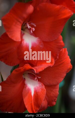 Gladioli rouge dans un jardin irlandais en été Banque D'Images