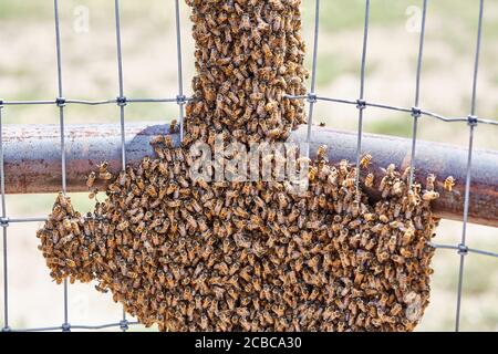 Grand essaim d'abeilles africanisées sur une clôture Banque D'Images