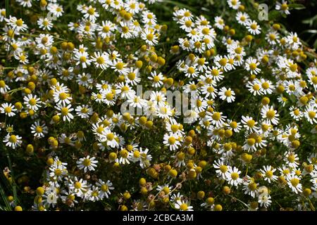 Fleurs de camomille de champ, également appelé Matricaria camomilla ou kamille Banque D'Images