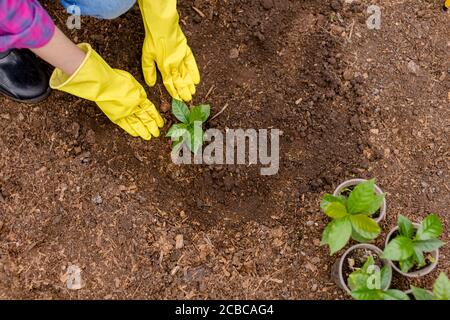 femme préparant le sol pour la plantation dans le jardin. vue de dessus Banque D'Images