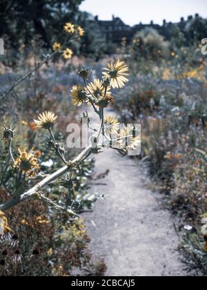 Pretty Berkheya Purpurea, Wildflowers, The Merton Borders, The Lower Garden, University of Oxford Botanic Gardens, Oxford, Oxfordshire, Angleterre, Royaume-Uni, Banque D'Images