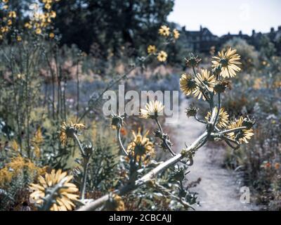 Pretty Berkheya Purpurea, Wildflowers, The Merton Borders, The Lower Garden, University of Oxford Botanic Gardens, Oxford, Oxfordshire, Angleterre, Royaume-Uni, Banque D'Images