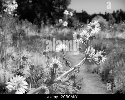 Pretty Berkheya Purpurea, Wildflowers, The Merton Borders, The Lower Garden, University of Oxford Botanic Gardens, Oxford, Oxfordshire, Angleterre, Royaume-Uni, Banque D'Images