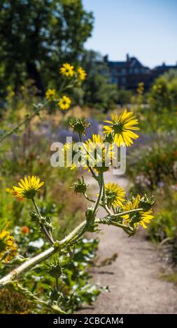 Pretty Berkheya Purpurea, Wildflowers, The Merton Borders, The Lower Garden, University of Oxford Botanic Gardens, Oxford, Oxfordshire, Angleterre, Royaume-Uni, Banque D'Images