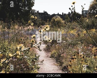 Pretty Berkheya Purpurea, Wildflowers, The Merton Borders, The Lower Garden, University of Oxford Botanic Gardens, Oxford, Oxfordshire, Angleterre, Royaume-Uni, Banque D'Images