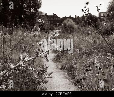 Pretty Berkheya Purpurea, Wildflowers, The Merton Borders, The Lower Garden, University of Oxford Botanic Gardens, Oxford, Oxfordshire, Angleterre, Royaume-Uni, Banque D'Images