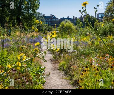 Pretty Berkheya Purpurea, Wildflowers, The Merton Borders, The Lower Garden, University of Oxford Botanic Gardens, Oxford, Oxfordshire, Angleterre, Royaume-Uni, Banque D'Images