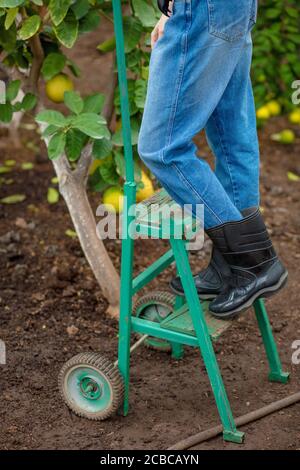 Jeune femme en uniforme spécial debout sur une échelle cueillant des citrons d'une gardern une belle journée d'été. Gros plan vue latérale photo rognée Banque D'Images