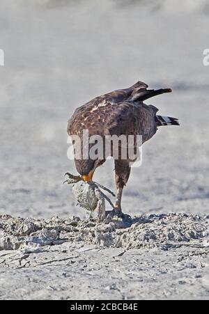 Buse noire cubaine (Buteogallus gundlachii) adulte se nourrissant de proies de crabe sur les vasières (endémique cubaine) péninsule de Zapata, Cuba Mars Banque D'Images