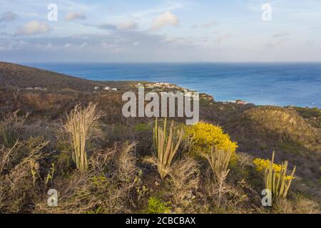 Paysage avec des arbres jaunes de Kibrahacha sur l'île de Curaçao / Caraïbes Banque D'Images