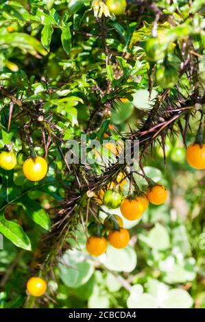 Solanum atropurpueum, ou plante de cinq minutes, est originaire du Brésil. Banque D'Images