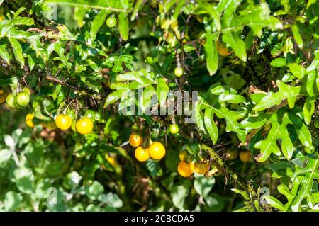 Solanum atropurpueum, ou plante de cinq minutes, est originaire du Brésil. Banque D'Images