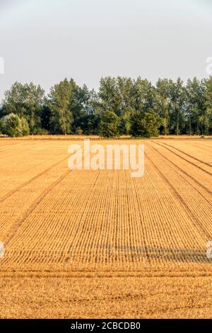 Lignes parallèles de chaume dans le champ de blé juste après la récolte. Banque D'Images