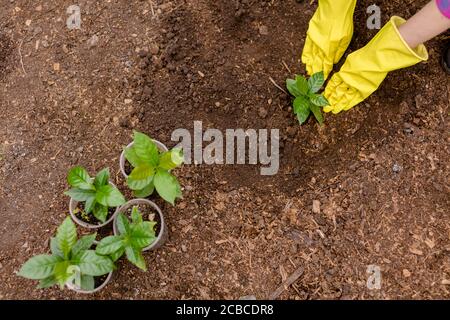 photo du dessus. jardinier replantant des fleurs dans le sol. travail, profession Banque D'Images