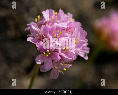 Gros plan d'une seule fleur de thrift de mer ( Armeria maritima ) qui pousse sur les falaises, île de Skye, Écosse, Royaume-Uni. Banque D'Images