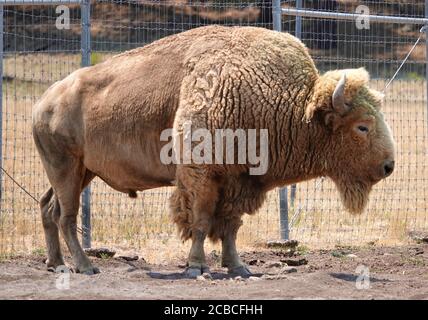 Les bisons occupent un terrain dans le nord de l'Arizona, dans un centre de sauvetage qui leur donne un environnement sûr et propre pour élever et augmenter la population Banque D'Images